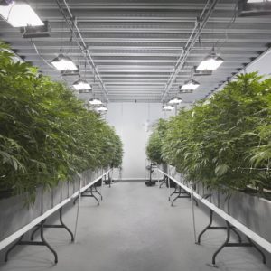 Aeroponic Grow Systems (Commercial Cultivation)