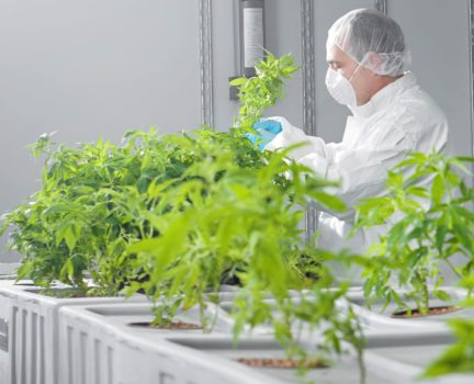 grow op cropped