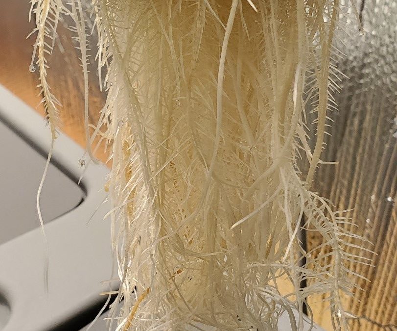 Aeroponics versus soil growing: plant size and root quality